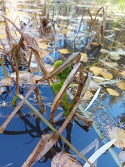 Sparganium glomeratum