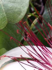 Nannotrigona perilampoides