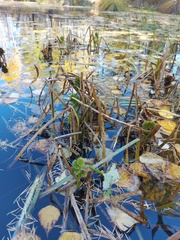 Sparganium glomeratum