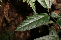 Ficus coronata