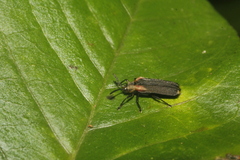 Heterispa vinula