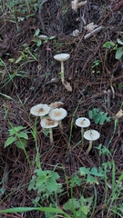 Amanita xylinivolva