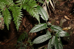 Ficus coronata