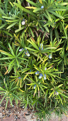 Podocarpus macrophyllus