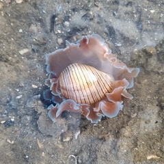 Hydatina physis