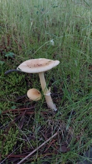 Amanita xylinivolva