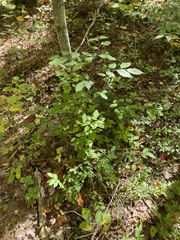 Dirca palustris