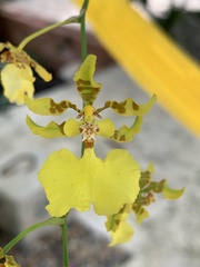 Trichocentrum cebolleta
