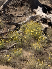 Baileya pleniradiata