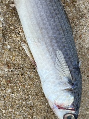 Mugil