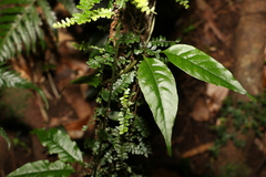 Gynochthodes jasminoides