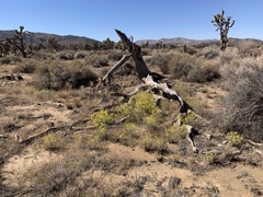 Baileya pleniradiata