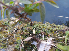 Marchantia polymorpha polymorpha