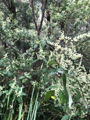 Trymalium odoratissimum