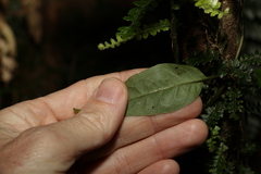 Gynochthodes jasminoides