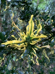 Codiaeum variegatum