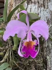 Cattleya