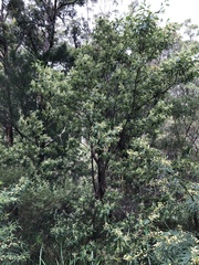 Trymalium odoratissimum