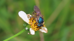 Caenaugochlora inermis