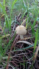 Amanita xylinivolva