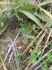 Epilobium wilsonii