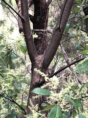 Trymalium odoratissimum