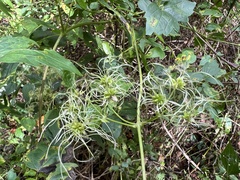 Clematis virginiana