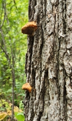 Fuscoporia gilva