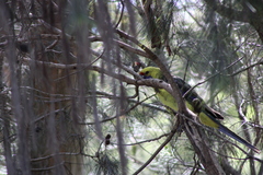 Platycercus caledonicus