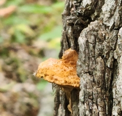 Fuscoporia gilva
