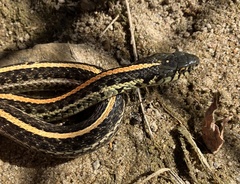 Thamnophis radix