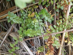 Epilobium wilsonii