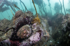 Haliotis kamtschatkana