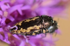 Acmaeodera neoneglecta