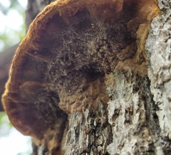 Fuscoporia gilva