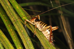 Hemideina crassidens