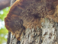 Fuscoporia gilva