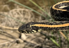 Thamnophis radix