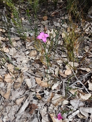 Boronia spathulata