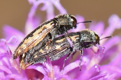 Acmaeodera neoneglecta