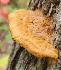 Fuscoporia gilva