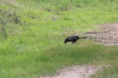 Strepera versicolor arguta