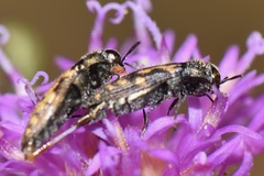 Acmaeodera neoneglecta