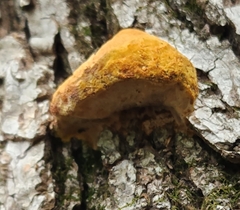 Fuscoporia gilva