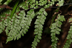 Adiantum formosum