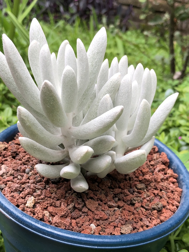 Senecio haworthii