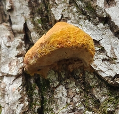 Fuscoporia gilva