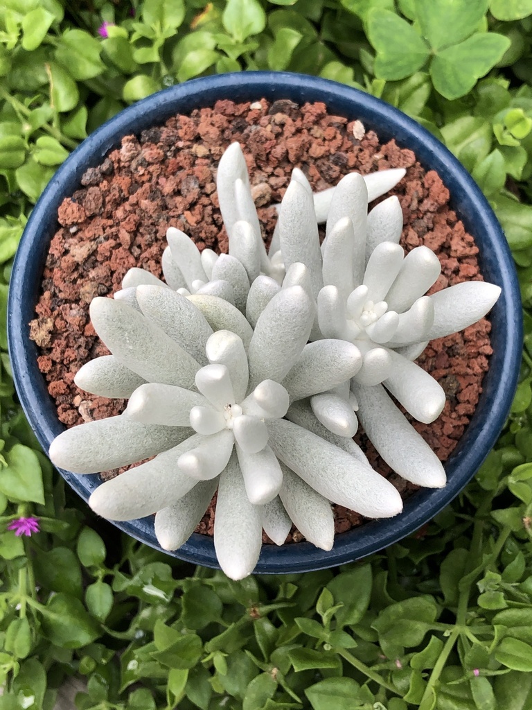 Senecio haworthii (Sw.) Sch.Bip. 2