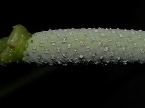 Anthurium pentaphyllum