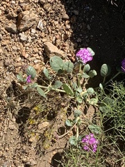 Abronia villosa